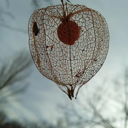 Nyaraló La Maison Des Vignes *