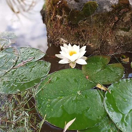 Nyaraló La Maison Des Vignes *