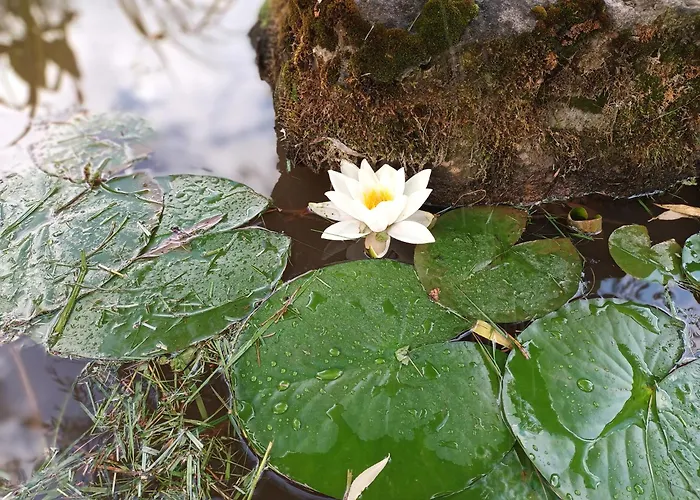 Vakantiehuis La Maison Des Vignes *